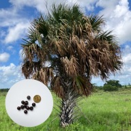Sabal palmetto – palma kabaczkowa | 5 nasion + instrukcja wysiewu