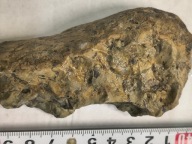 Agat mszysty muszlowy