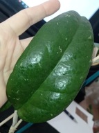 Hoya Hoja EPC 1002 cięta