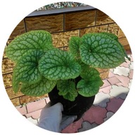 Brunnera Aleksander's Great