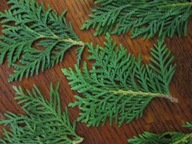 ŚWIEŻE GAŁĄZKI TUI 20 CM 100 SZTUK STROIKI WIANKI GIRLANDY BOZONARODZENIE