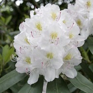 RÓŻANECZNIK 'Eskimo' | RHODODENDRON 2-3 letni, 20-30 cm. w doniczce 1l.
