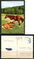 K24558)Karta Zwierzecia: Kon, wyslany