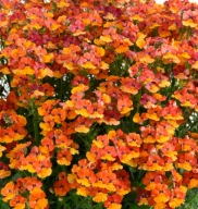 Nemezja ROŚLINA ZWISAJĄCA Nemesia Nesia Tangerine