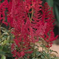 Tawułka Augustleuchten astilbe