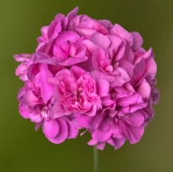 Pelargonia peltatum Temprano Amethyst ZWISAJĄCA FIOLETOWA