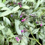Miodunka 'Majeste' (Pulmonaria) Duża sadzonka Różowo Fioletowe Kwiaty