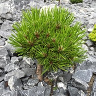 DROBNA KULA Sosna bośniacka 'Hera'