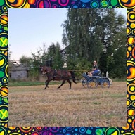 RODZINNA PRZEJAŻDŻKA BRYCZKĄ