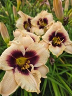 Liliowiec PIANO MAN- kremowo białe z brązem duże pachnące kwiaty