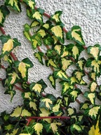 BLUSZCZ hedera helix GOLDHEART żółty