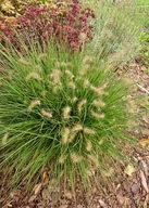 Rozplenica japońska Little Bunny duże sadzonki 2l