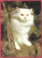 Kot kotek koty rasa harce kot w życiu człowieka pocztówka