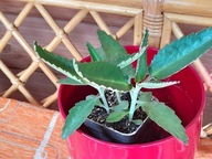 Żyworódka lecznicza młoda sadzonka kalanchoe do stosowania zewnętrznego