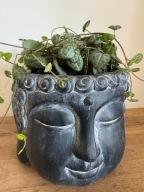 CEROPEGIA woodii P12!! DUŻA GĘSTA SADZONKA !! SZNUR SERDUSZEK