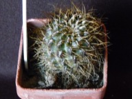 Kaktusy: Sulcorebutia aureicapilata LH 692