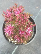 Rozchodnik kaukaski DEEP ROSE- ciemno różowy i obficie kwitnący