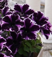 Petunia grandiflora Go!Tunia Cosmic VIOLET