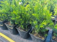 Cis pospolity RAPANDENS sadzonka niski