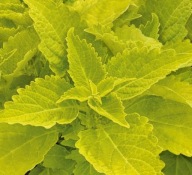Roślina Koleus Coleus Lime Time