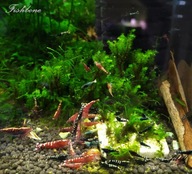 Krewetki Fishbone Black 1 szt. od fibell