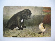 KIM JESTEŚ MAŁY PRZYJACIELU PIES przedw. POCZTÓWKA