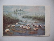 H. DROST LILIE WODNE STAW przedwojenna POCZTÓWKA