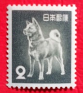 JAPONIA 1953 pies rasy Akita Inu czyste**