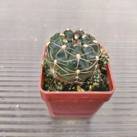 *KAKTUSY*GYMNOCALYCIUM URUGUAYENSE V. ROSEIFLORUM