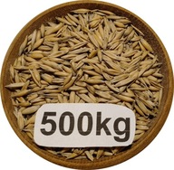 Owies Ozimy, Biały, Od Rolnika 500kg, 2025r