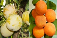 DUO Śliwa ULENA + Morela GOLDRICH – 2 odmiany na jednym drzewku