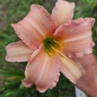 Liliowiec Luxury Lace