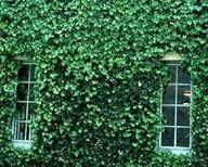 BLUSZCZ - sadz. z bryłką - ZIMOZIELONY, 20 cm