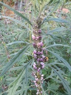 Serdecznik Syberyjski Nasiona Naturalne 100g