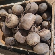 Buraczek czerwony bez gmo