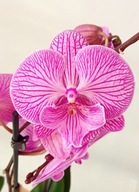 PHALENOPSIS storczyk 2