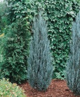 Jałowiec Blue Arrow kolumnowy sadzonki 35cm