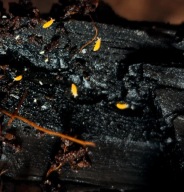 Żółty skoczogonek - Ceratophysella isabellae "yellow albino prosionki,owad