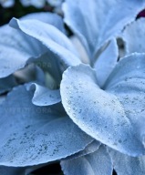 Senecio candidans SKRZYDŁA ANIOŁA Angel Wings