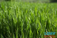 Działka, Tychy, 6000 m²