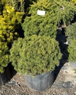 Sosna górska kosodrzewina Mops 40-45cm