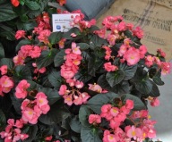 Begonia Big Rose Bronze Leaf