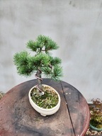 Sosna drobnokwiatowa pinus parviflora Azuma Bonsai