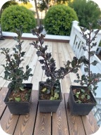 Ostrokrzew Maservy "Blue Angel" poj. 2 litrowy