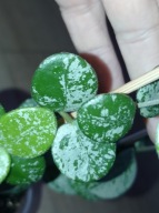 Hoya Hoja MATHILDE SPLASH cięta