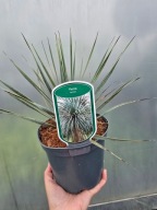 Yucca palmowa - rostrata 'Sapphire Skies '