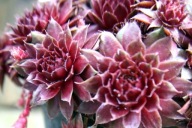Sempervivum rojnik Rubin