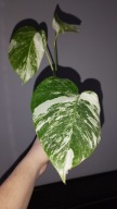 Monstera borsigiana variegata