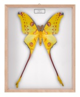 Motyl w gablotce Argema mitrei