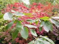 Kasztan jadalny kolumnowo okrywowy szerokości szczepiony karłowy inny